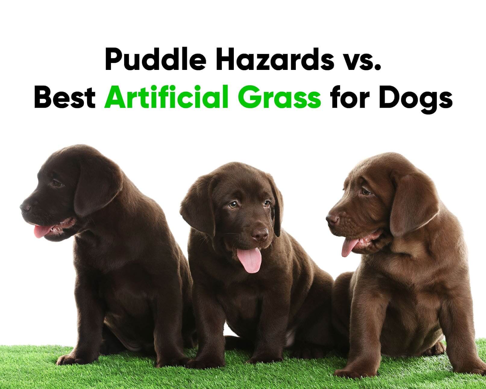 Puddle Hazards vs. Best Artificial Grass for Dogs in Boston